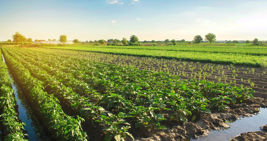 Farm-to-table-project-UNMISS